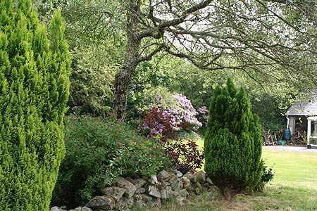 trees - view to the house