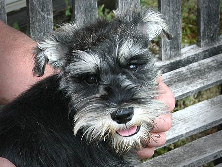 Bob's puppy