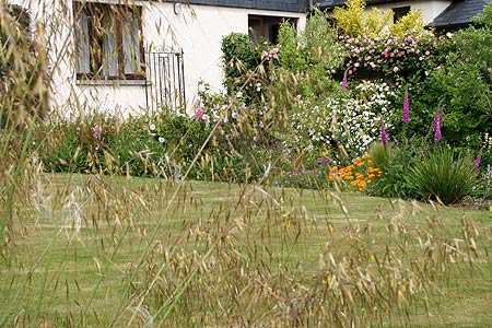 borders through seed grass