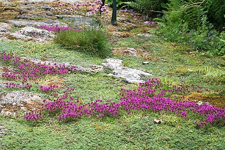 rock plants