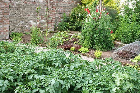 vegetable garden